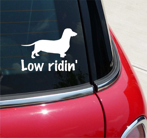 Dachshund low ridin cute - low, ridin'