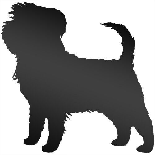 Affenpinscher silhouette dog - silhouette,